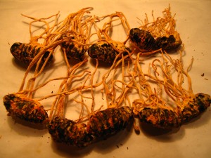 cordyceps