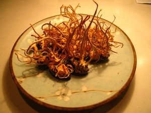 cordyceps