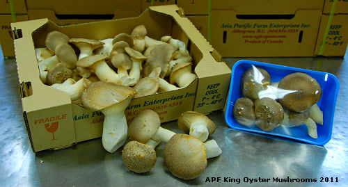 King Oyster Mushrooms @ Asia Pacific Farm on Jan 4 2011 APF King Oyster Mushrooms