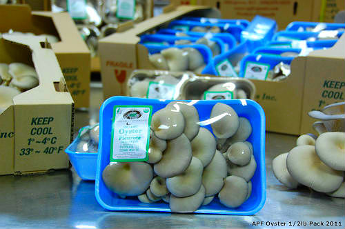Oyster Mushroom Pack @ Asia Pacific Farm on Jan 4 2011 APF Oyster Mushroom Pack