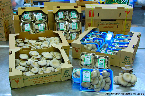 Oyster Mushrooms of Asia Pacific Farm 2011 APF Oyster Mushrooms products - size display