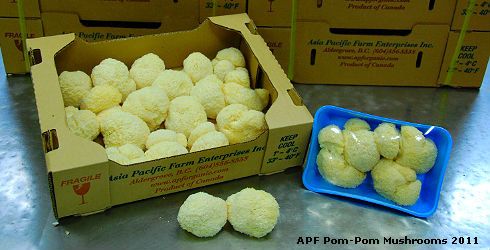 Pom-Pom Mushrooms @ Asia Pacific Farm on Jan 4 2011 APF Pom-Pom Mushrooms