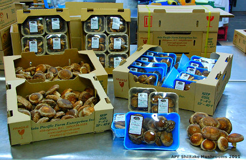 Shiitake Mushrooms of Asia Pacific Farm 2011 APF Shiitake Mushrooms products - size display