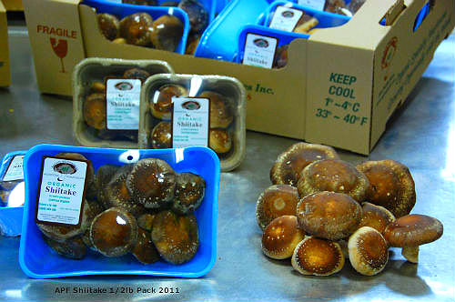 Shiitake Mushroom Pack @ Asia Pacific Farm on Jan 4 2011 APF Shiitake Mushroom Pack